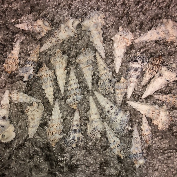 Decorative jars w| sea shells - Picture 7 of 12